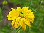 Helenium Sonnenschild